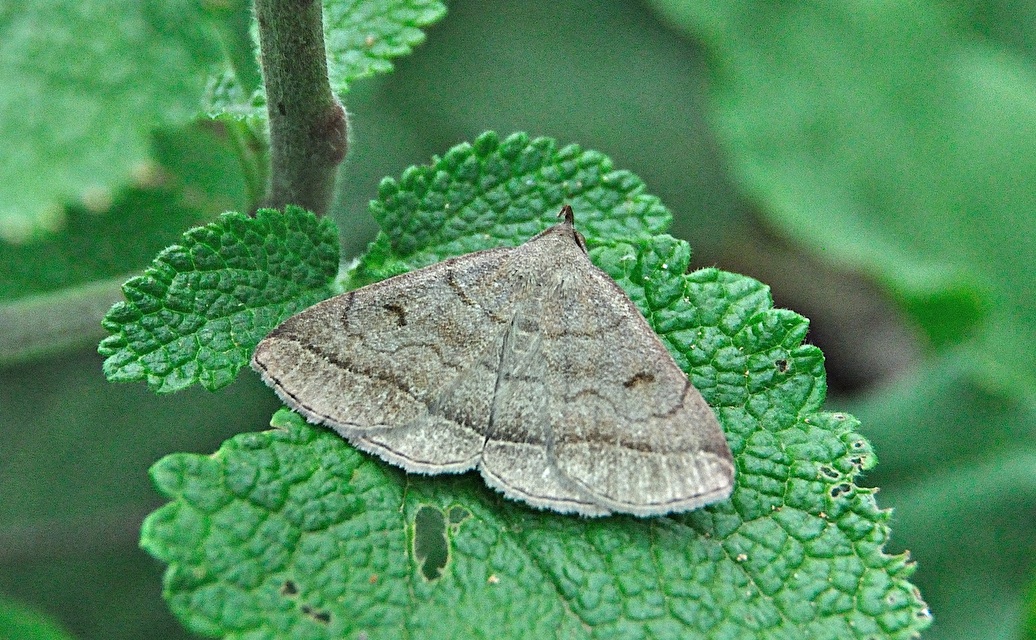 foto A049264, © Adriaan van Os, Montferrer 19-07-2017, hoogte 800 m, Zanclognatha lunalis