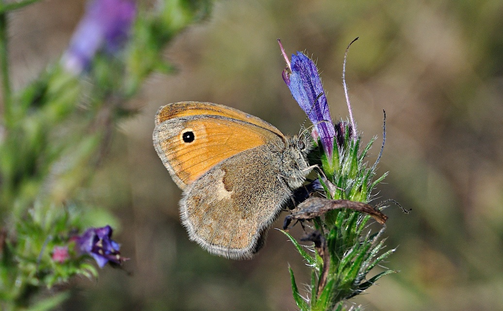 foto A049588, © Adriaan van Os, Montferrer 21-07-2017, hoogte 800 m, ♂ Coenonympha pamphilus