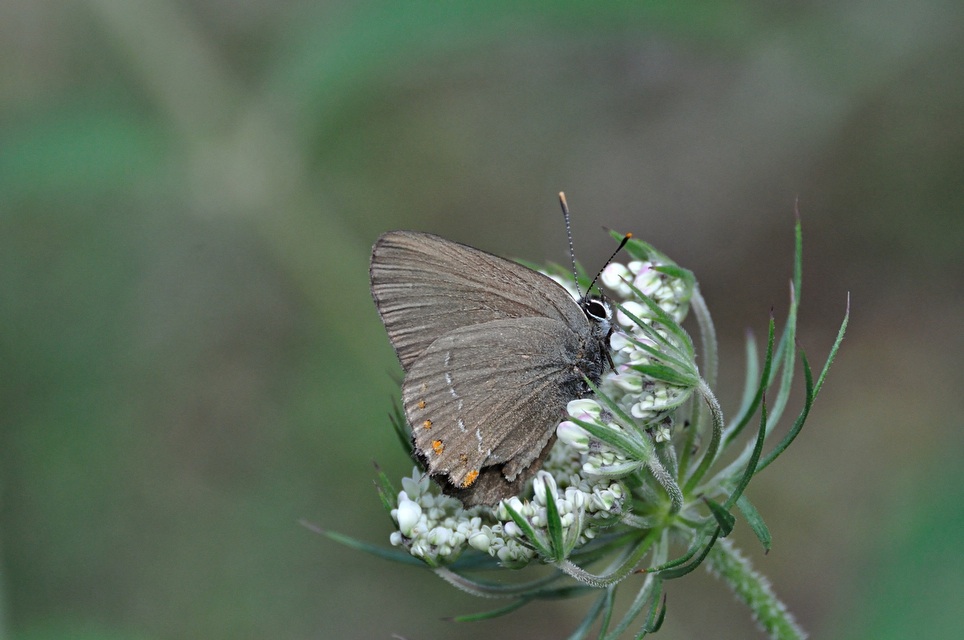 photo A049672, © Adriaan van Os, Montferrer 21-07-2017, altitude 800 m, Satyrium esculi