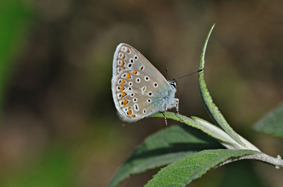 photo A049678, © Adriaan van Os, Montferrer 21-07-2017, altitude 800 m, ♂ Polyommatus icarus