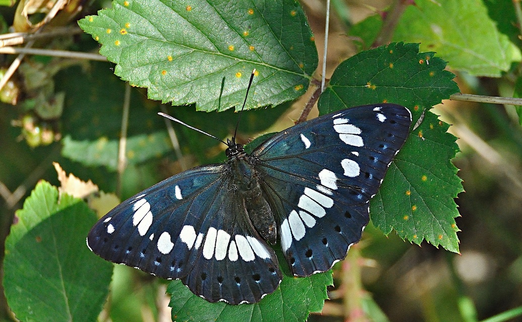 foto A049771, © Adriaan van Os, Montferrer 21-07-2017, altitud 800 m, Limenitis reducta