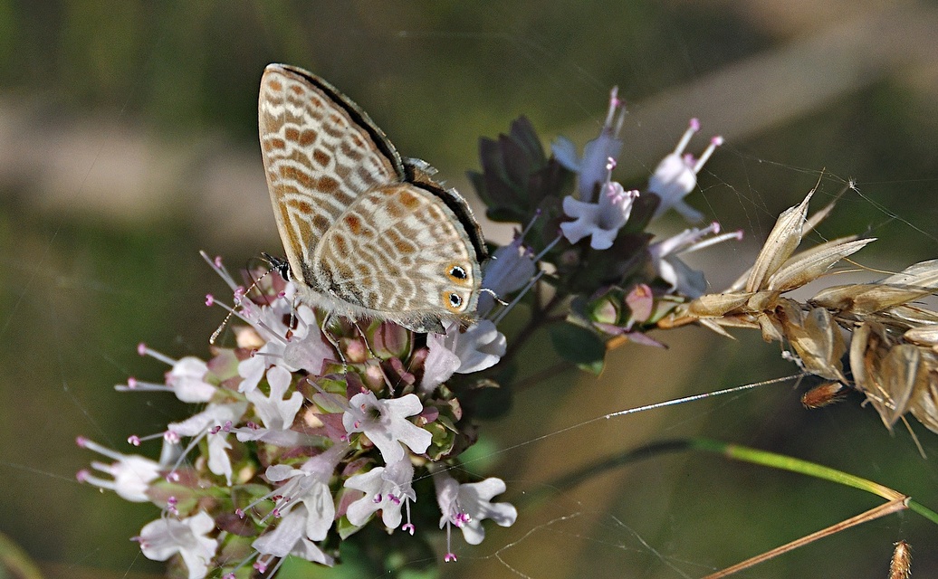 photo A049849, © Adriaan van Os, Montferrer 21-07-2017, altitude 800 m, Leptotes pirithous