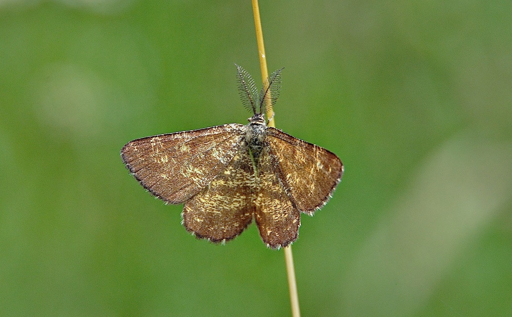 Foto A049965, © Adriaan van Os, Corsavy 22-07-2017, Hhe 1100 m, ♂ Ematurga atomaria