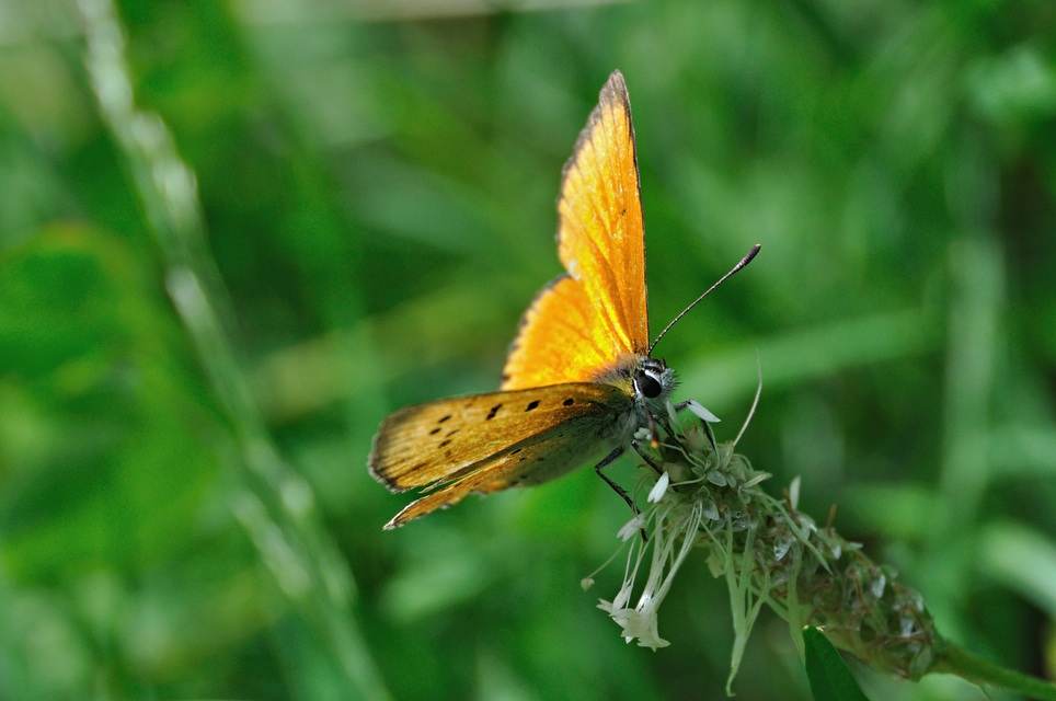 photo A050033, © Adriaan van Os, Corsavy 24-07-2017, altitude 1100 m, ♂ Lycaena virgaureae