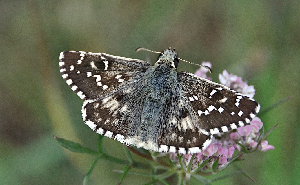 foto A050121, © Adriaan van Os, Corsavy 24-07-2017, hoogte 1300 m, ♂ Pyrgus alveus accretus ?