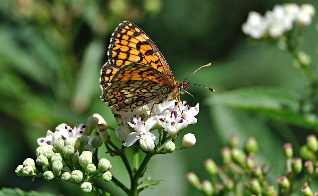 photo A050366, © Adriaan van Os, Montferrer 26-07-2017, altitude 800 m, Melitaea athalia