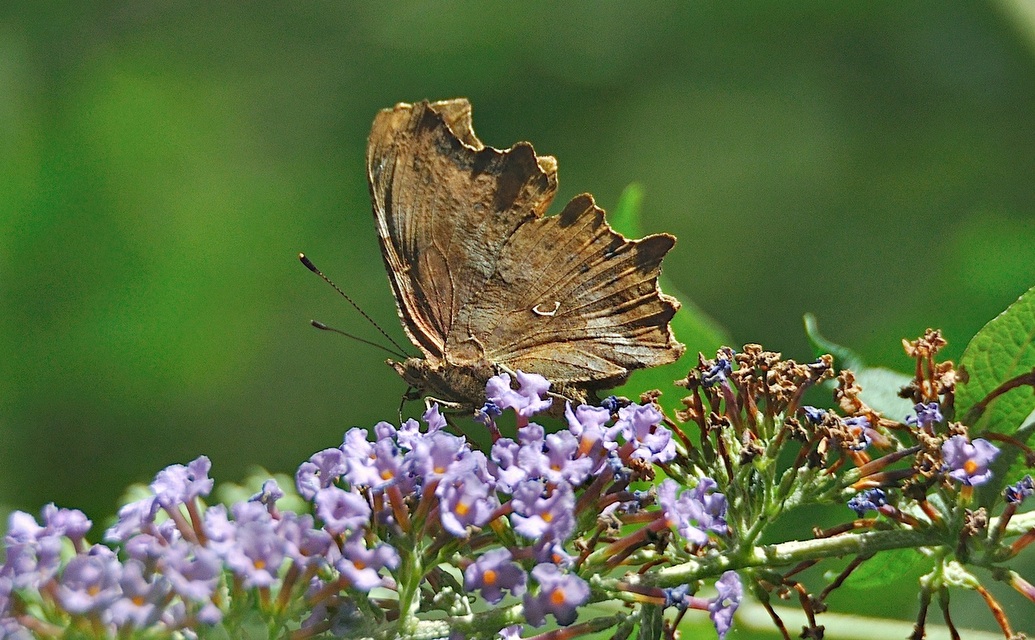 photo A050484, © Adriaan van Os, Montferrer 26-07-2017, altitude 800 m, Polygonia c-album f. variegata