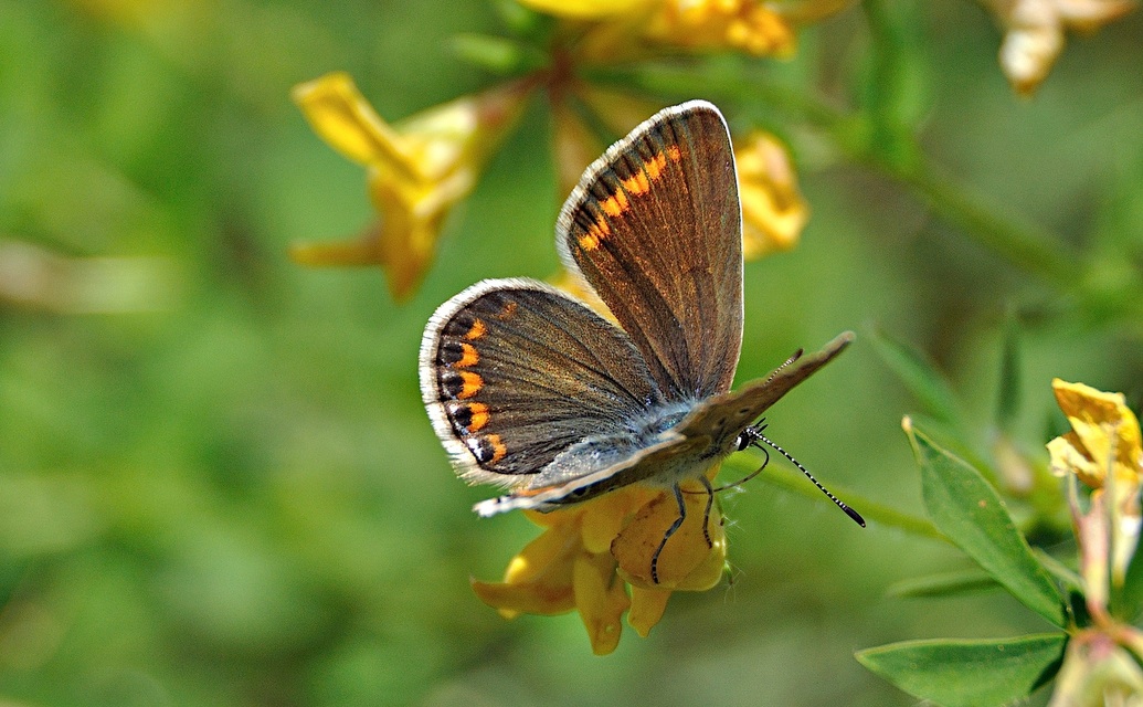foto A050642, © Adriaan van Os, Montferrer 28-07-2017, hoogte 900 m, ♀ Polyommatus icarus