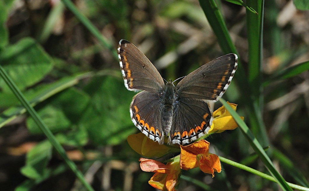 photo A050733, © Adriaan van Os, Montferrer 28-07-2017, altitude 900 m, ♀ Polyommatus bellargus