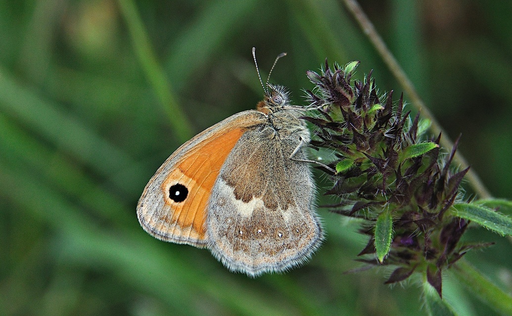 foto A050895, © Adriaan van Os, Montferrer 28-07-2017, hoogte 1000 m, ♀ Coenonympha pamphilus