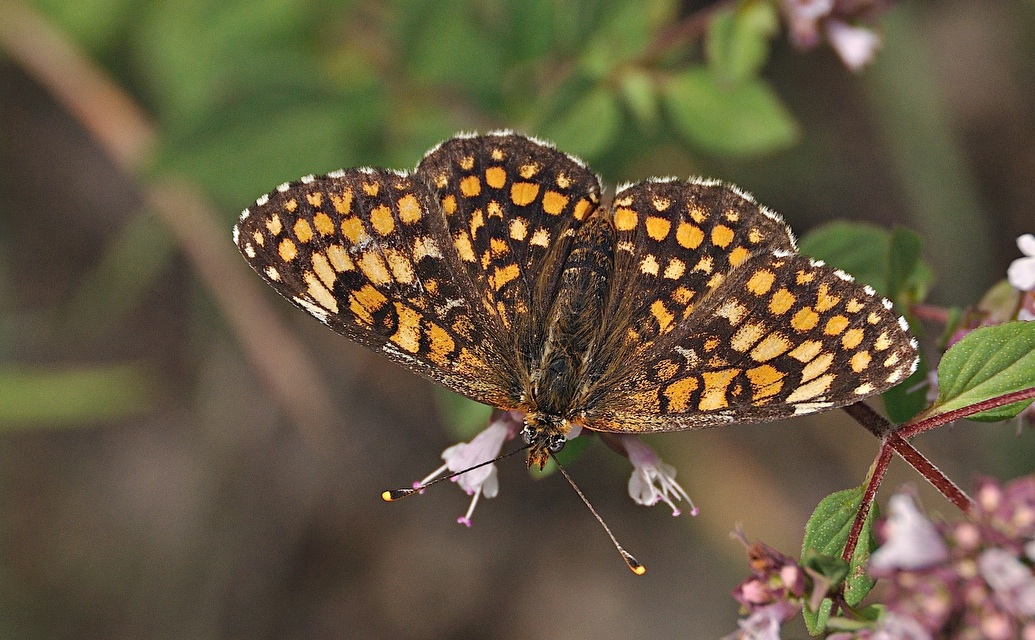 foto A051072, © Adriaan van Os, Montferrer 28-07-2017, altitud 800 m, Melitaea deione ?