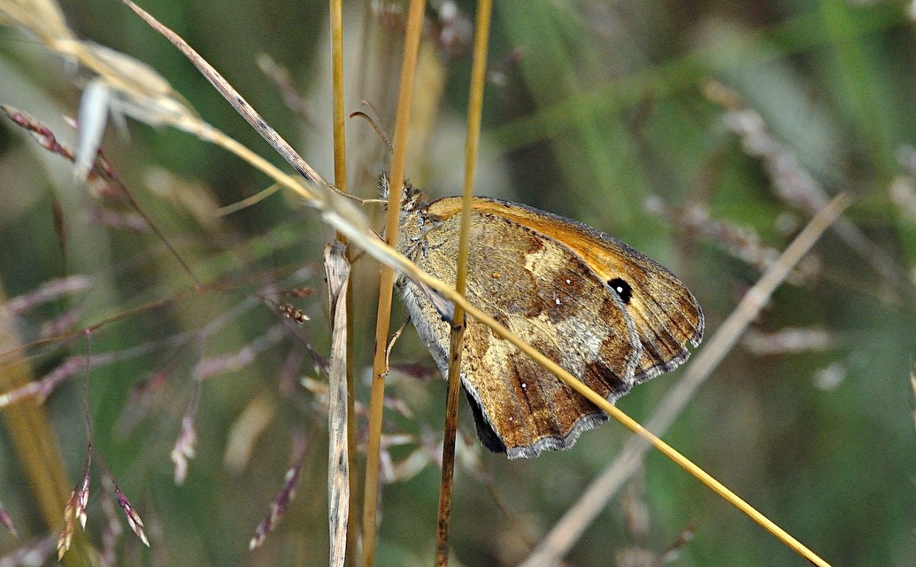 foto A051176, © Adriaan van Os, Montferrer 29-07-2017, hoogte 800 m, ♀ Pyronia tithonus