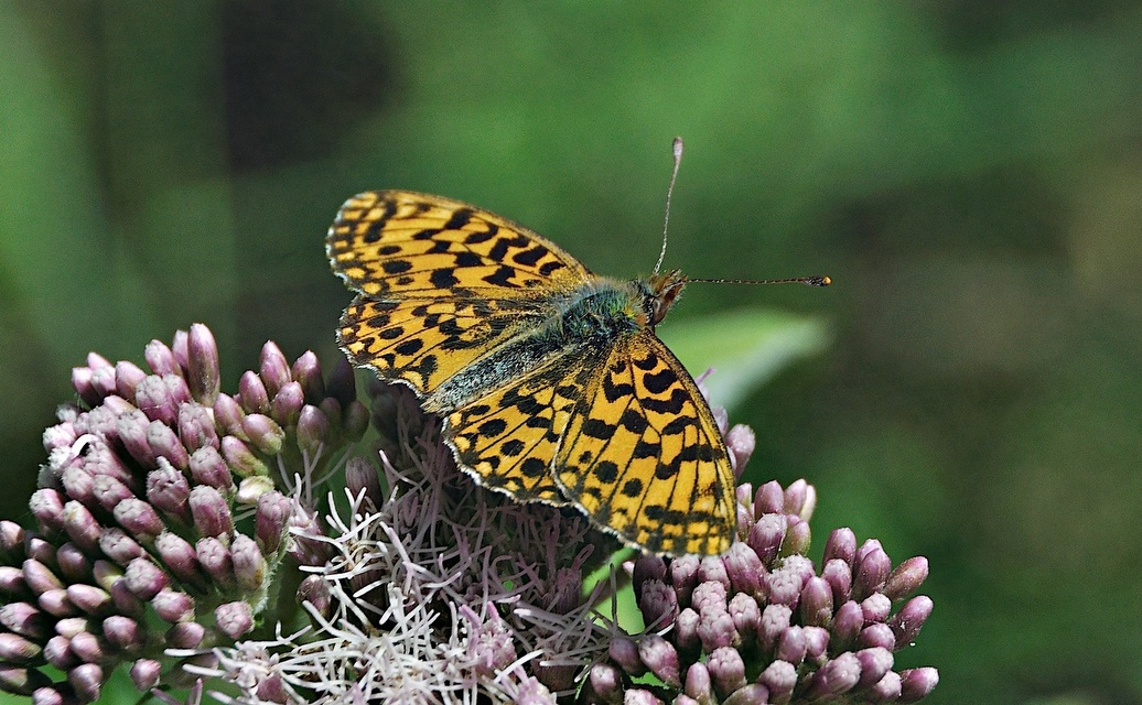 foto A051203, © Adriaan van Os, Montferrer 29-07-2017, altitud 800 m, Boloria dia ?