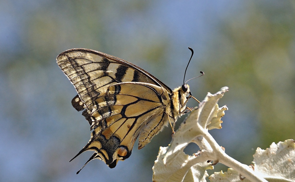 photo A051455, © Adriaan van Os, Corsavy 24-08-2017, altitude 800 m, Papilio machaon