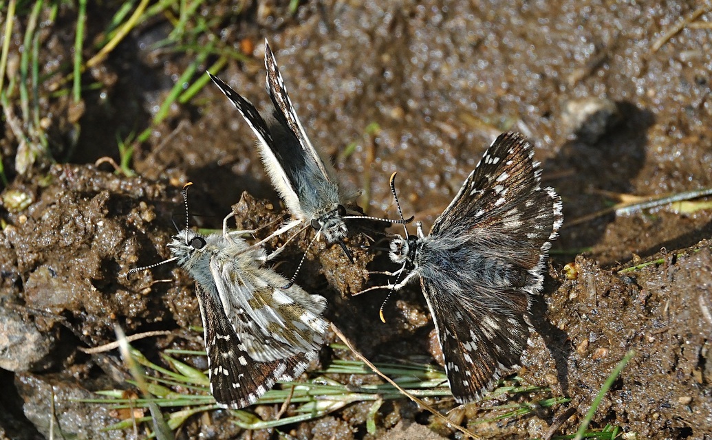 foto A051875, © Adriaan van Os, Corsavy 05-09-2017, hoogte 1400 m, Pyrgus armoricanus met Pyrgus alveus accretus (rechts)