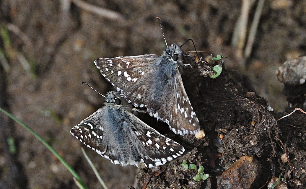 foto A051951, © Adriaan van Os, Corsavy 05-09-2017, hoogte 1400 m, Pyrgus armoricanus (onder) met Pyrgus alveus accretus (boven)