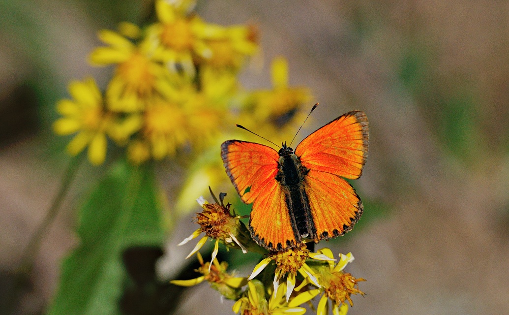 photo A053218, © Adriaan van Os, Andermatt 26-08-2019, altitude 1700 m, ♂ Lycaena virgaureae