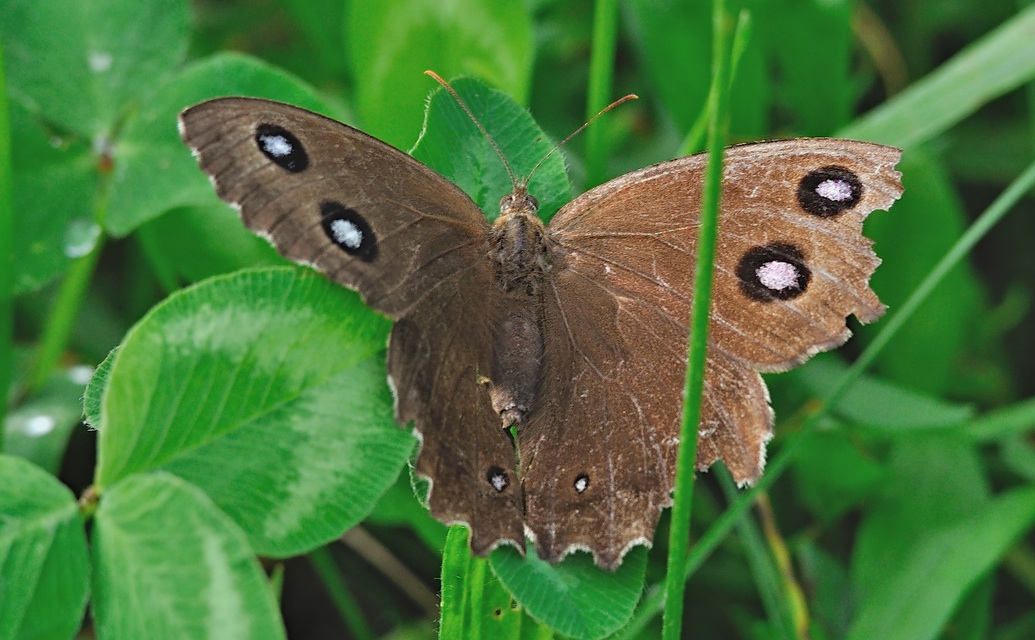 photo A053703, © Adriaan van Os, Lodano e.a. 29-08-2019, altitudo 400 m, ♀ Minois dryas