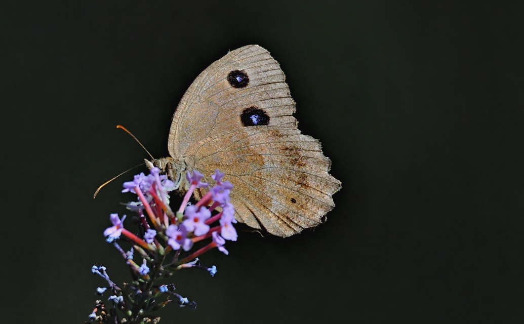 photo A054551, © Adriaan van Os, Paiesco 30-08-2019, altitudo 700 m, ♀ Minois dryas