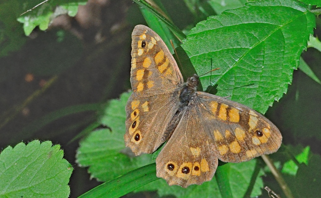 photo A054853, © Adriaan van Os, Corsavy 13-09-2019, altitudo 800 m, ♂ Pararge aegeria