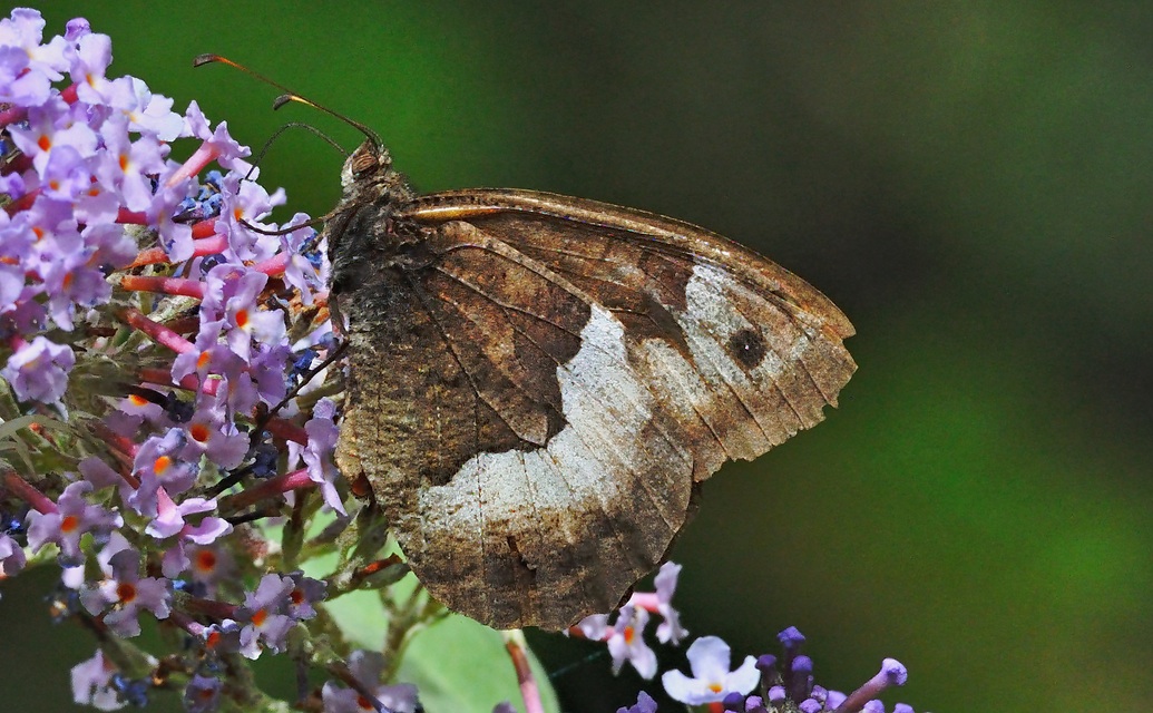 foto A054943, © Adriaan van Os, Corsavy 13-09-2019, altitud 800 m, Hipparchia hermione