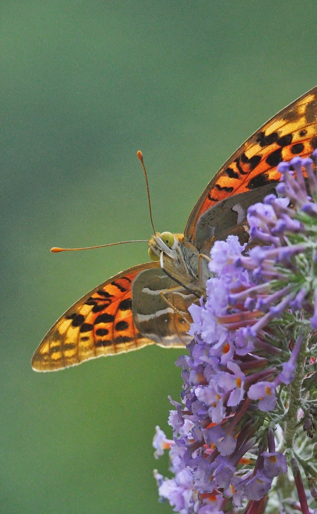 photo A055023, © Adriaan van Os, Corsavy 13-09-2019, altitude 800 m, ♀ Argynnis pandora