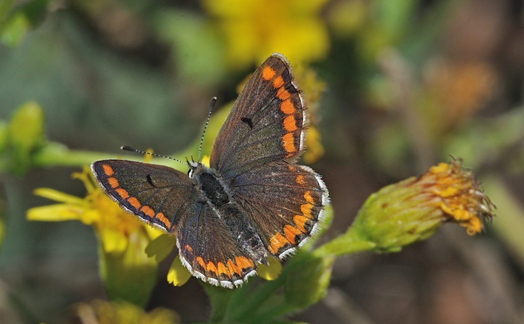 Foto A063068, © Adriaan van Os, Oliva, Spanje 26-10-2019, Aricia cramera