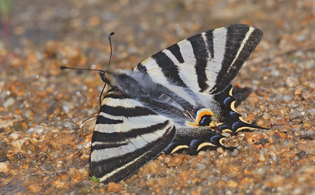 foto A064825, © Adriaan van Os, Corsavy 18-05-2020, hoogte 750 m, ♂ Iphiclides feisthamelii