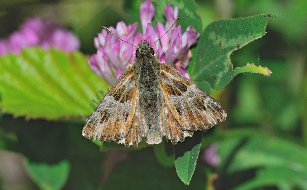 foto A064997, © Adriaan van Os, Corsavy 18-05-2020, hoogte 800 m, ♂ Carcharodus floccifera