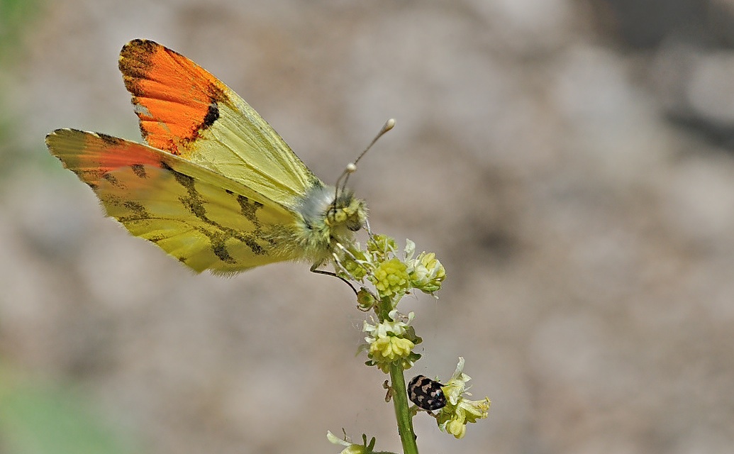 Foto A065806, © Adriaan van Os, Evol 25-05-2020, Hhe 850 m, ♂ Anthocharis euphenoides