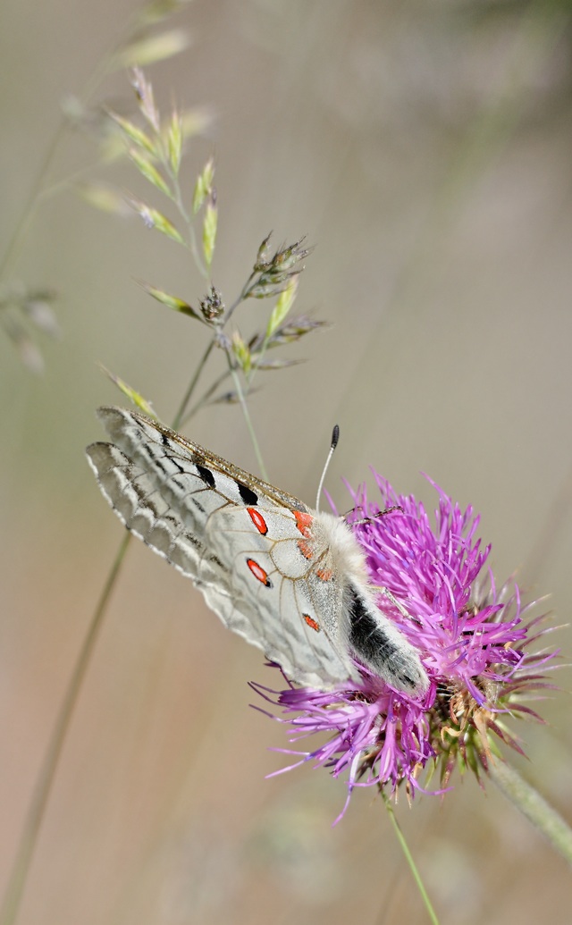 photo A067931, © Adriaan van Os, Py 22-06-2020, altitude 1385 m, ♀ Parnassius apollo