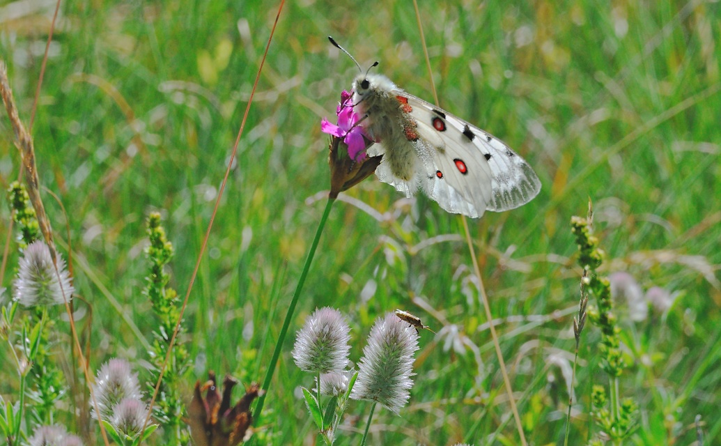 photo A069280, © Adriaan van Os, Plans 05-07-2020, altitude 1525 m, ♂ Parnassius apollo