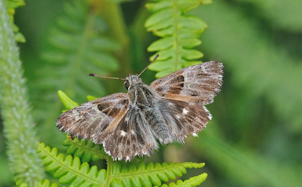 foto A069680, © Adriaan van Os, Corsavy 14-07-2020, hoogte 1300 m, Carcharodus floccifera