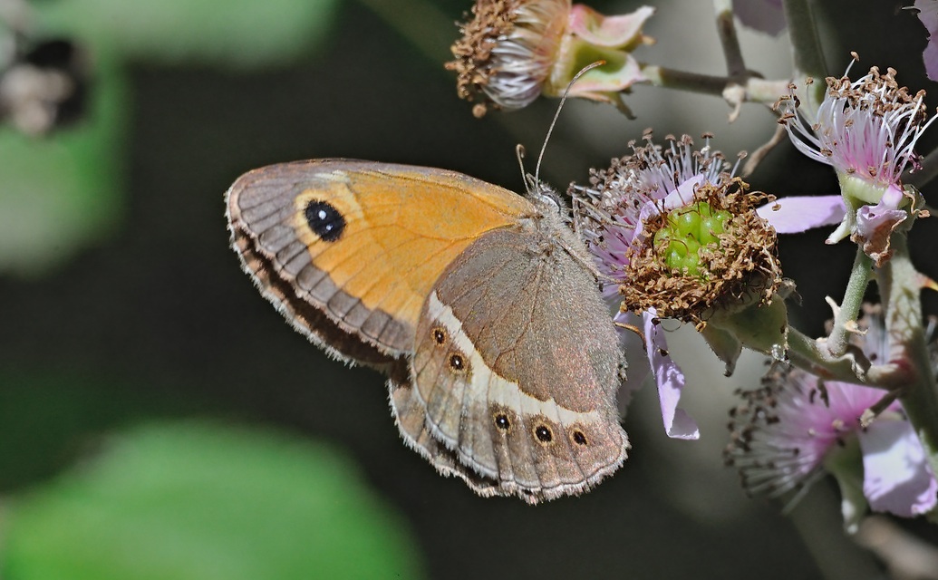 photo A069704, © Adriaan van Os, Evol 17-07-2020, altitude 850 m, ♀ Pyronia bathseba