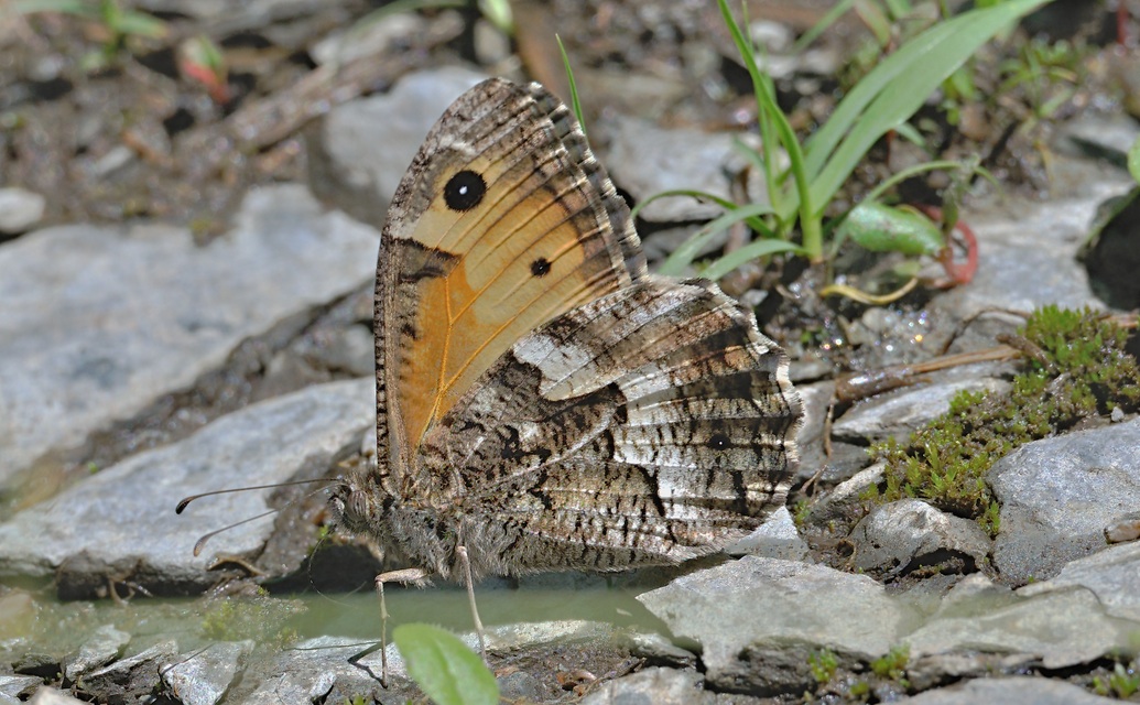 Foto A069828, © Adriaan van Os, Evol 17-07-2020, Hhe 850 m, ♀ Hipparchia semele