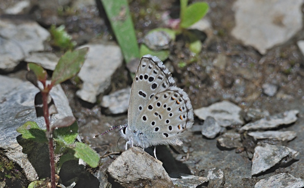 Foto A069858, © Adriaan van Os, Evol 17-07-2020, Hhe 850 m, ♂ Pseudophilotes baton panoptes