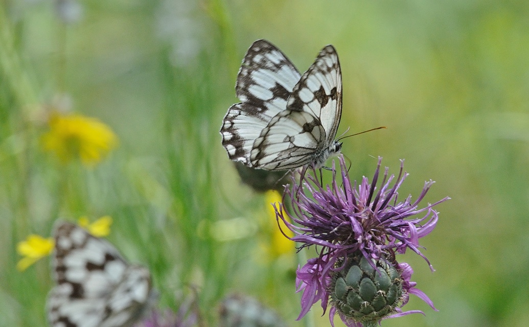 photo A070518, © Adriaan van Os, Evol 19-07-2020, altitude 850 m, Melanargia lachesis