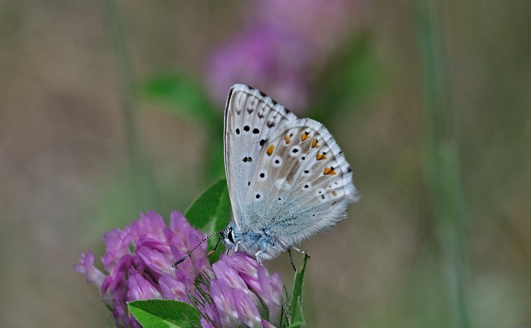 foto A070993, © Adriaan van Os, Corsavy 23-07-2020, hoogte 1100 m, ♂ Polyommatus coridon