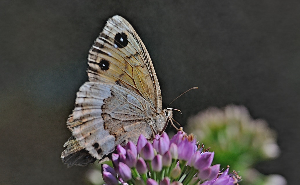 photo A071119, © Adriaan van Os, Urbanya 29-07-2020, altitude 842 m, ♀ Satyrus ferula