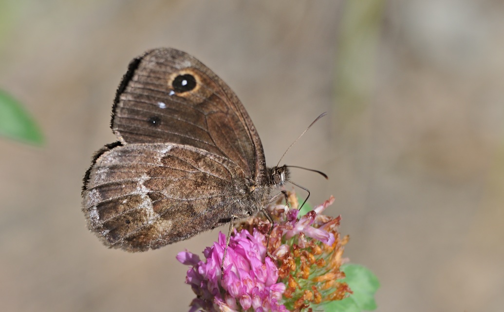 foto A071144, © Adriaan van Os, Urbanya 29-07-2020, altitud 842 m, ♂ Satyrus ferula