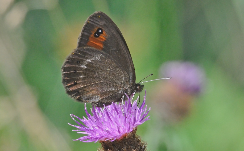 foto A071443, © Adriaan van Os, Mosset 29-07-2020, altitud 1400 m, ♀ Erebia meolans bejarensis