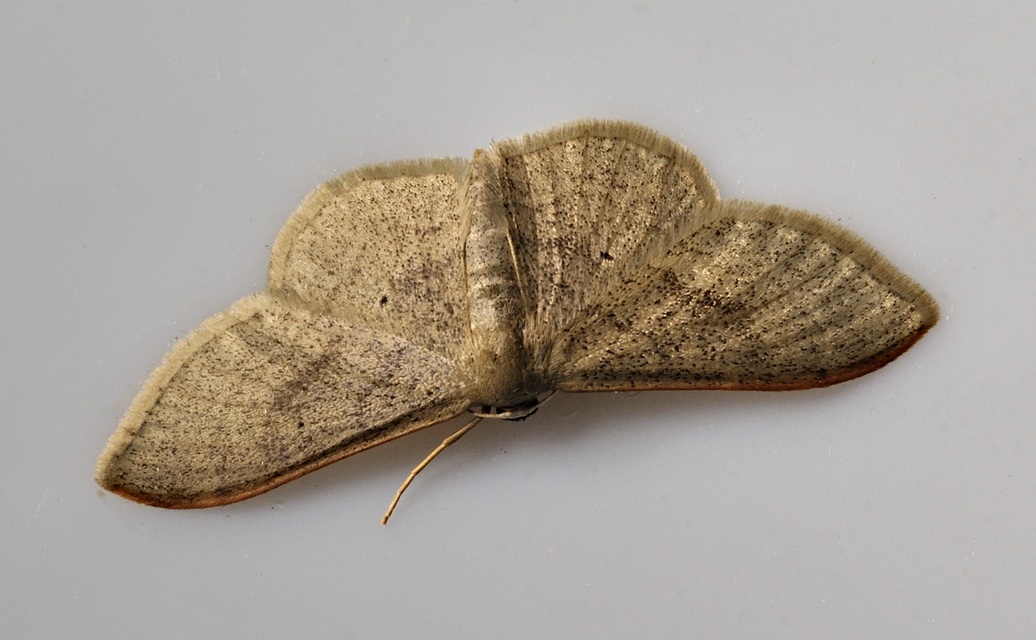 foto A073578, © Adriaan van Os, Coustouges 21-05-2022, hoogte 820 m, Idaea degeneraria