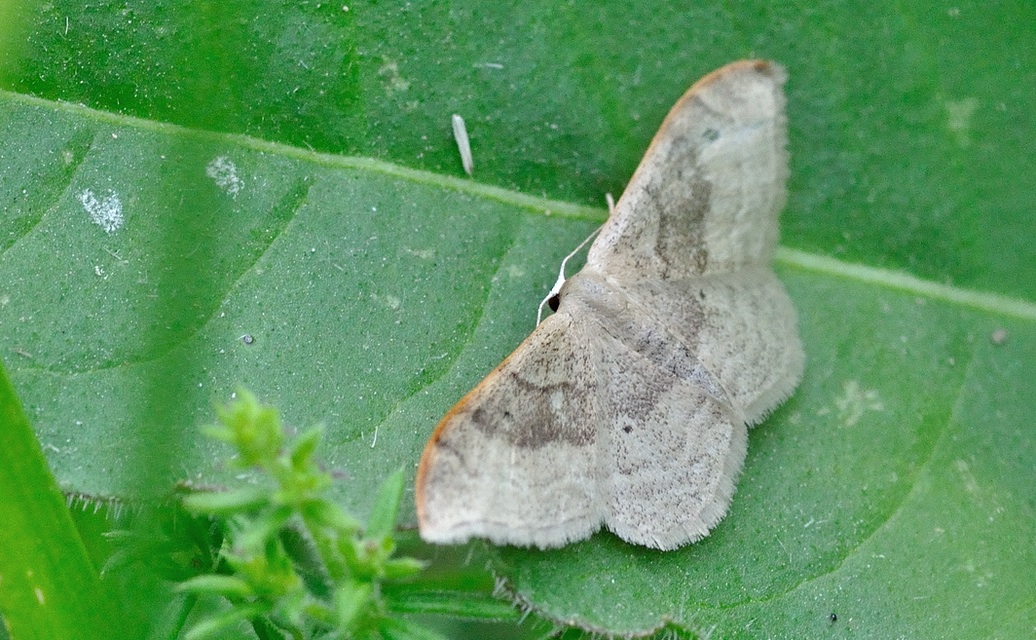 foto A073653, © Adriaan van Os, Coustouges 13-06-2022, altitud 820 m, Idaea fuscovenosa