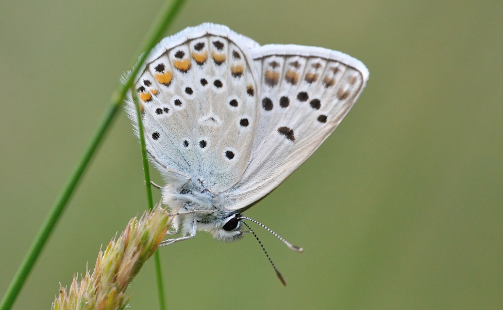 photo A074147, © Adriaan van Os, Coustouges 04-07-2023, altitudo 800 m, Polyommatus escheri