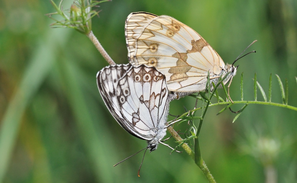 photo A074175, © Adriaan van Os, Coustouges 06-07-2023, altitude 800 m, Melanargia lachesis, accouplement