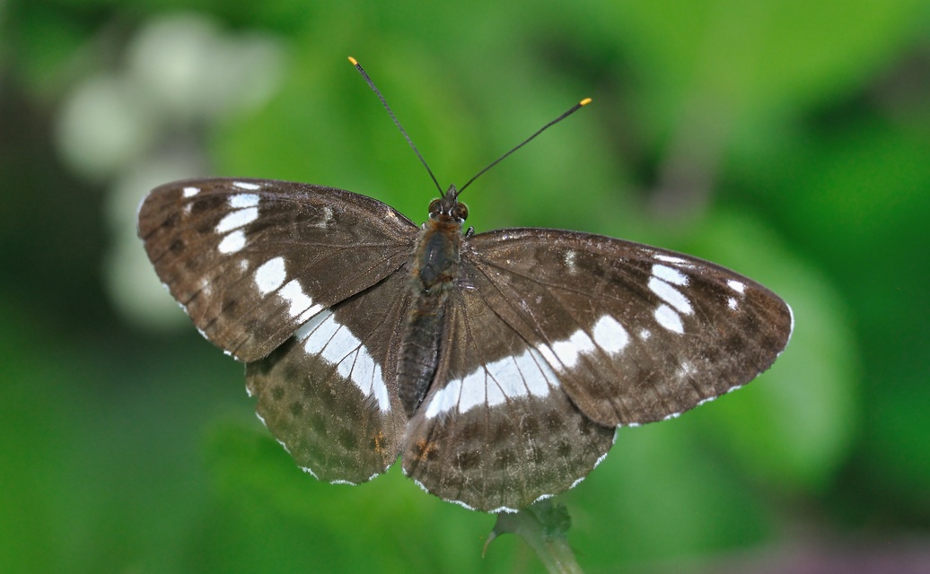 photo A074186, © Adriaan van Os, Coustouges 06-07-2023, altitudo 800 m, Limenitis camilla