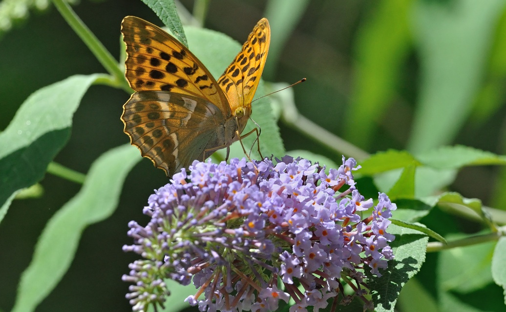 foto A074193, © Adriaan van Os, Coustouges 06-07-2023, altitud 800 m, ♀ Argynnis paphia