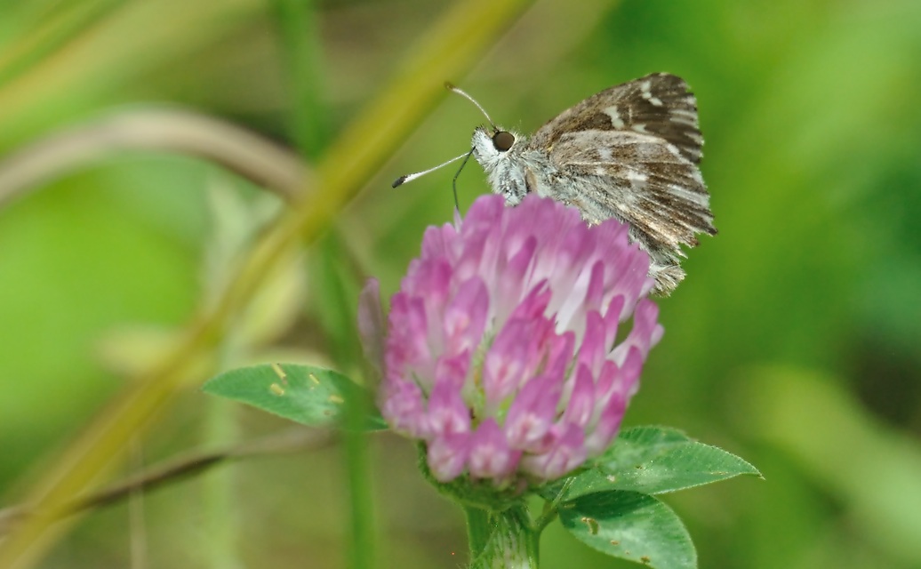 foto A074200, © Adriaan van Os, Coustouges 06-07-2023, hoogte 800 m, Carcharodus floccifera