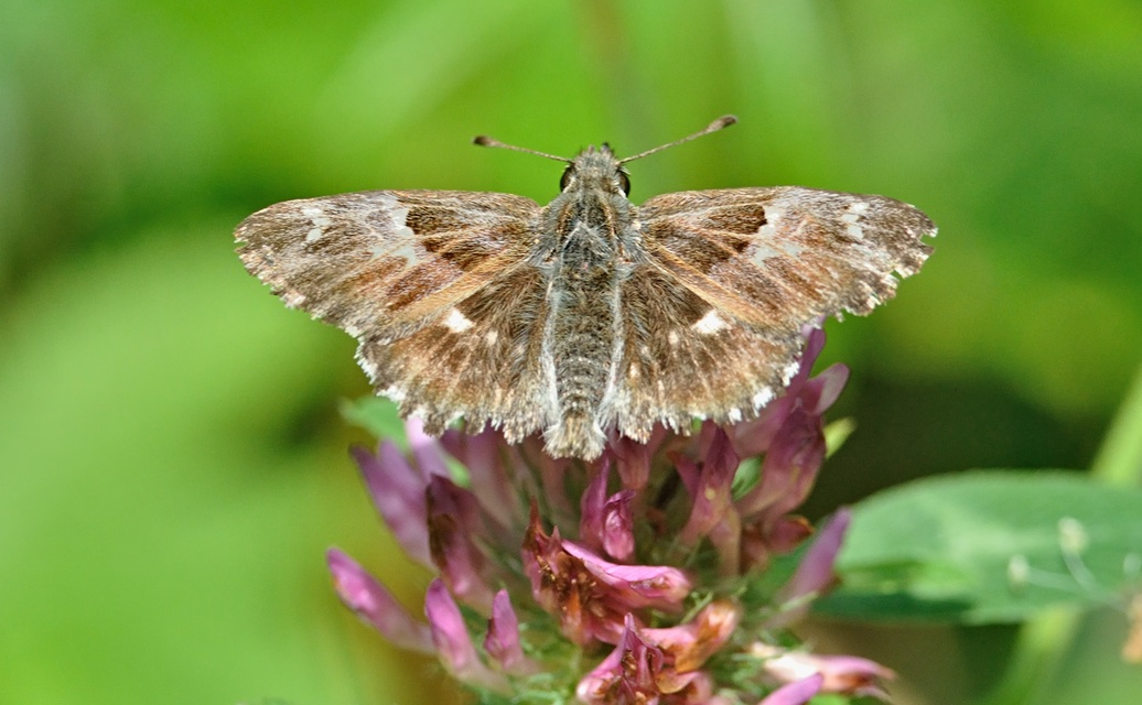 foto A074205, © Adriaan van Os, Coustouges 06-07-2023, hoogte 800 m, Carcharodus floccifera