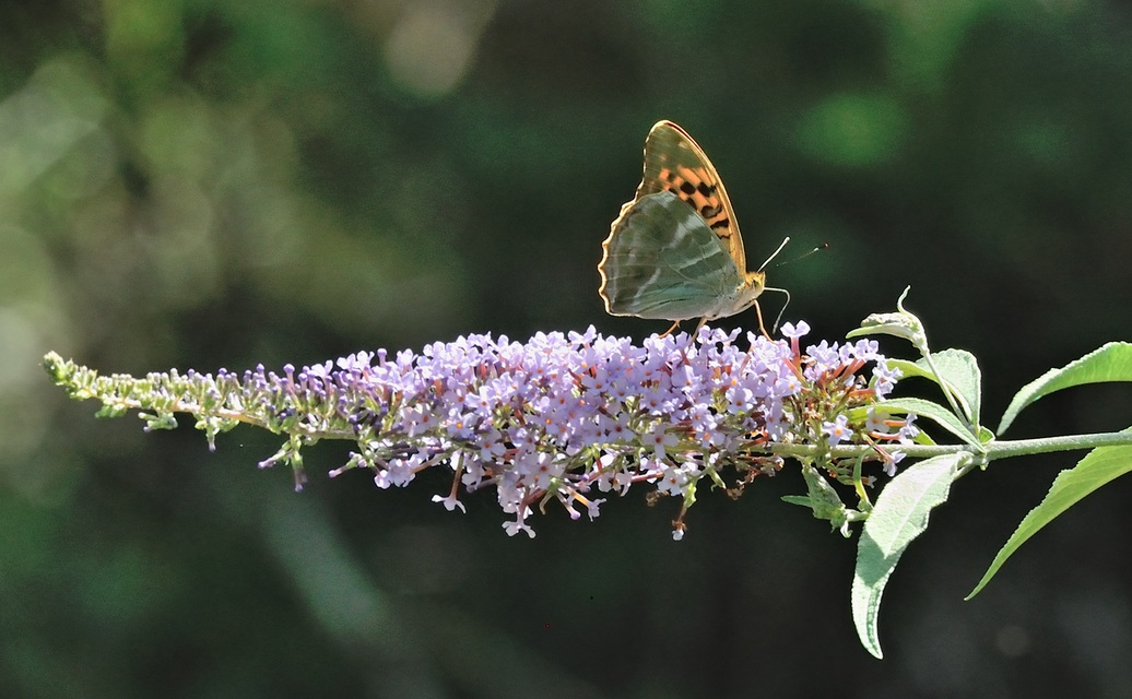 photo A074326, © Adriaan van Os, Coustouges 08-07-2023, altitudo 800 m, Argynnis paphia